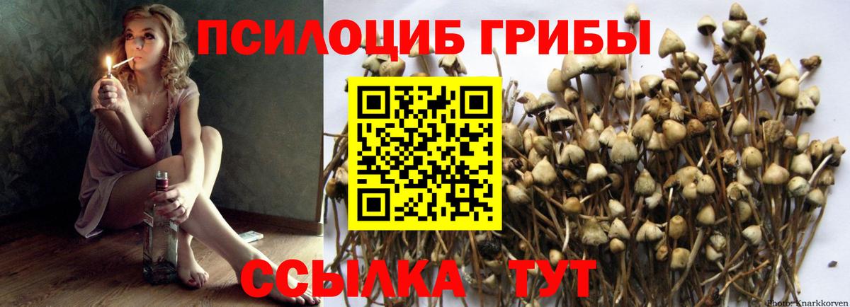 Галлюциногенные грибы Psilocybine cubensis  Белово 